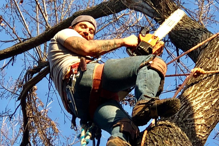 Tree Removal