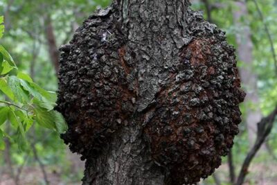 Tree Disease Diagnosis