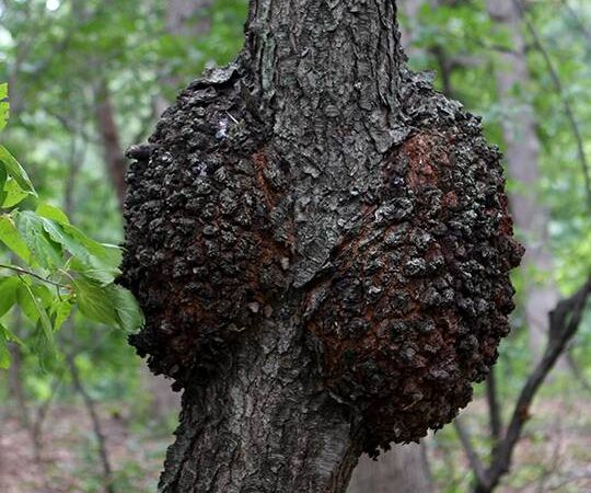 Tree Disease Diagnosis