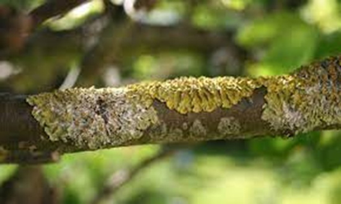 Tree Disease Diagnosis