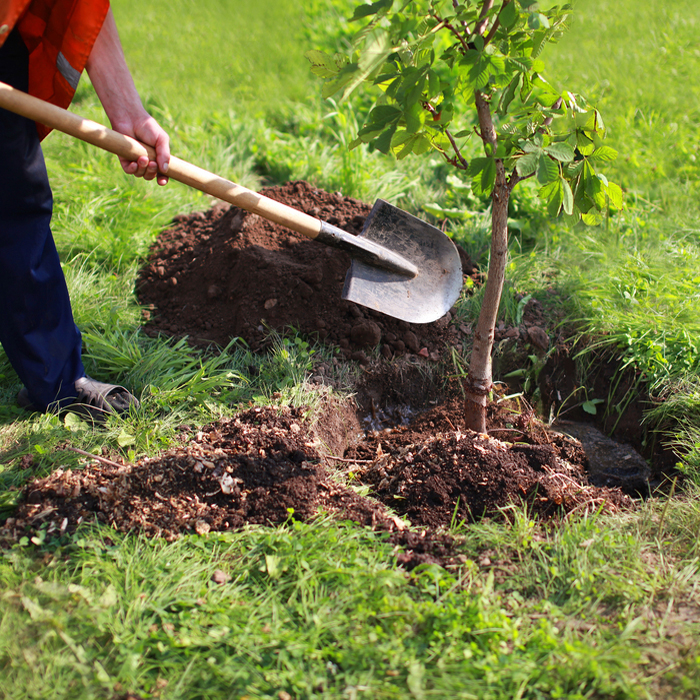 Tree Planting